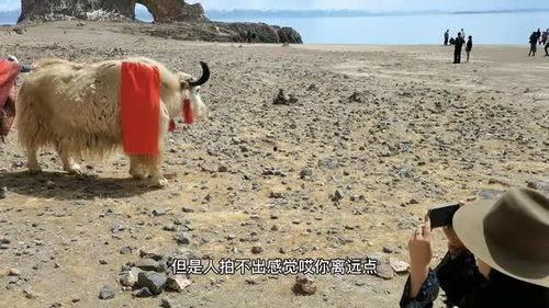 西藏抖音网红吃瓜,揭秘高原美食背后的故事